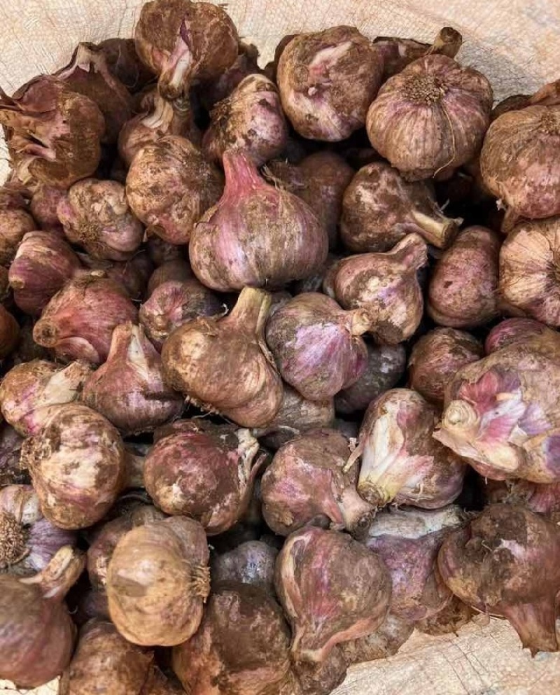 现挖弥渡红皮蒜