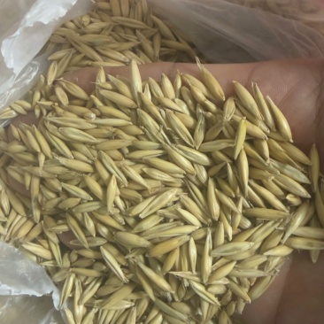 燕麦草种现货