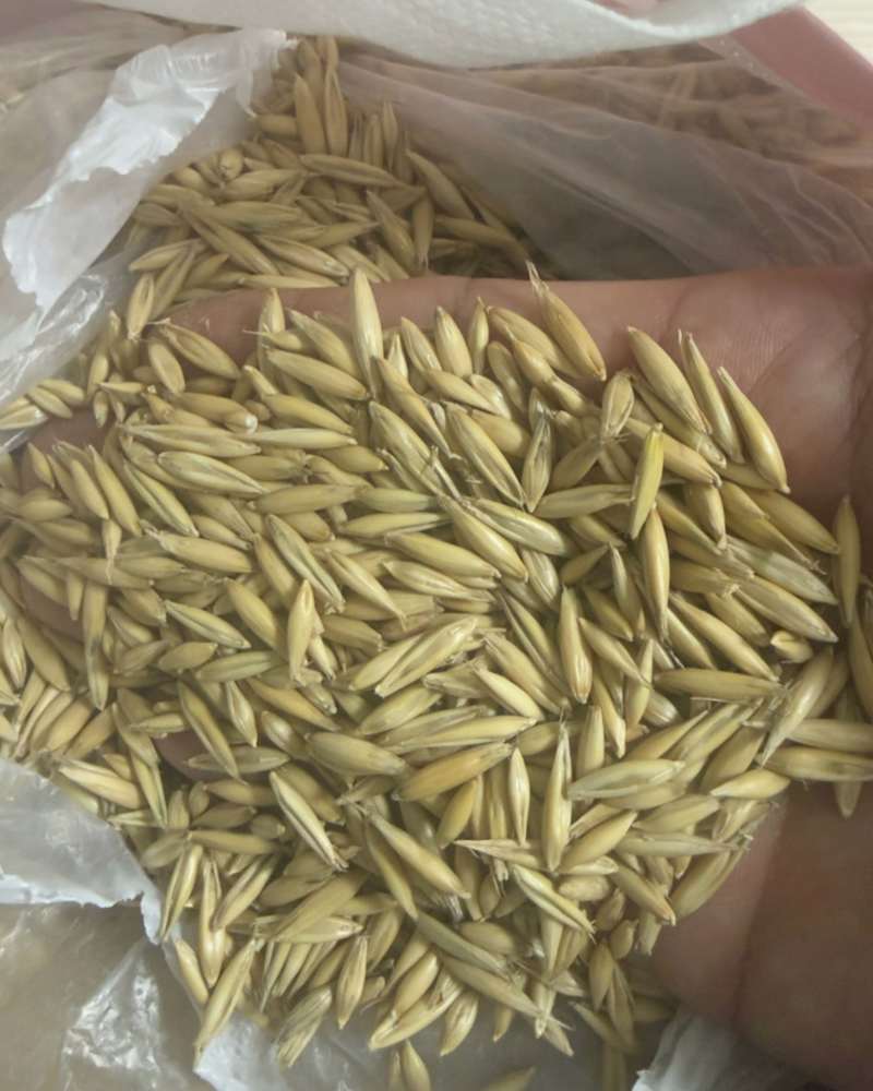 燕麦草种现货