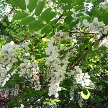 陕西宝鸡槐花蜜42度