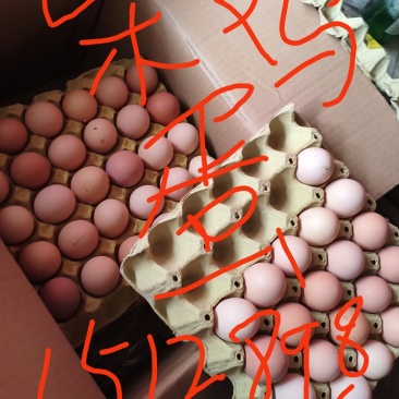 保定徐水区自家养的不喂饲料的鸡蛋