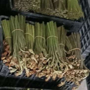 新鲜蕨菜