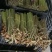 新鲜蕨菜