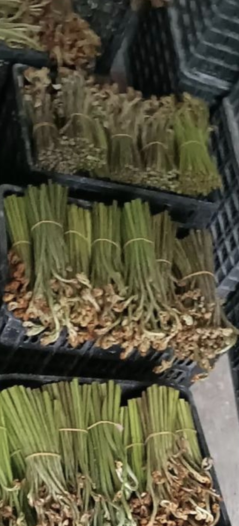 新鲜蕨菜