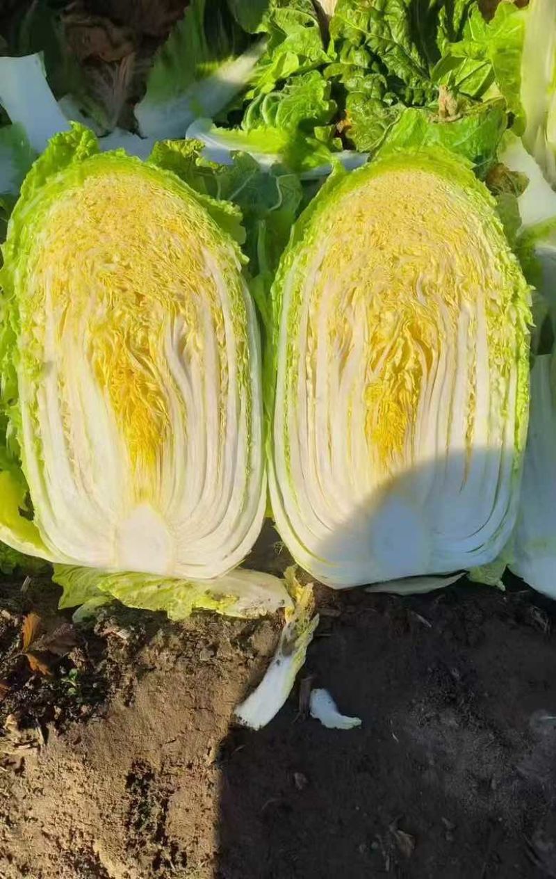 黄心白菜