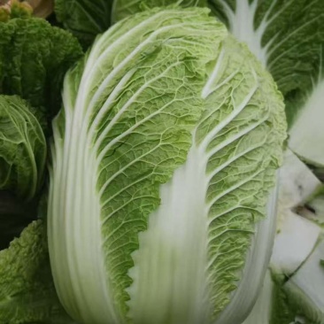 黄心白菜