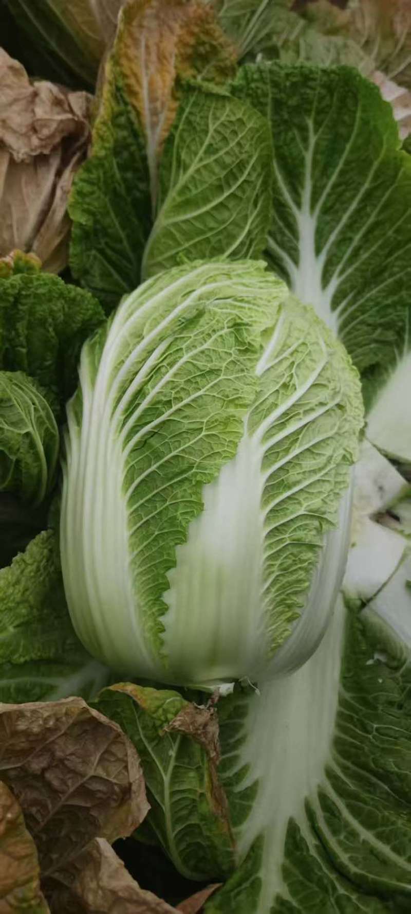 黄心白菜