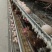 鸡蛋