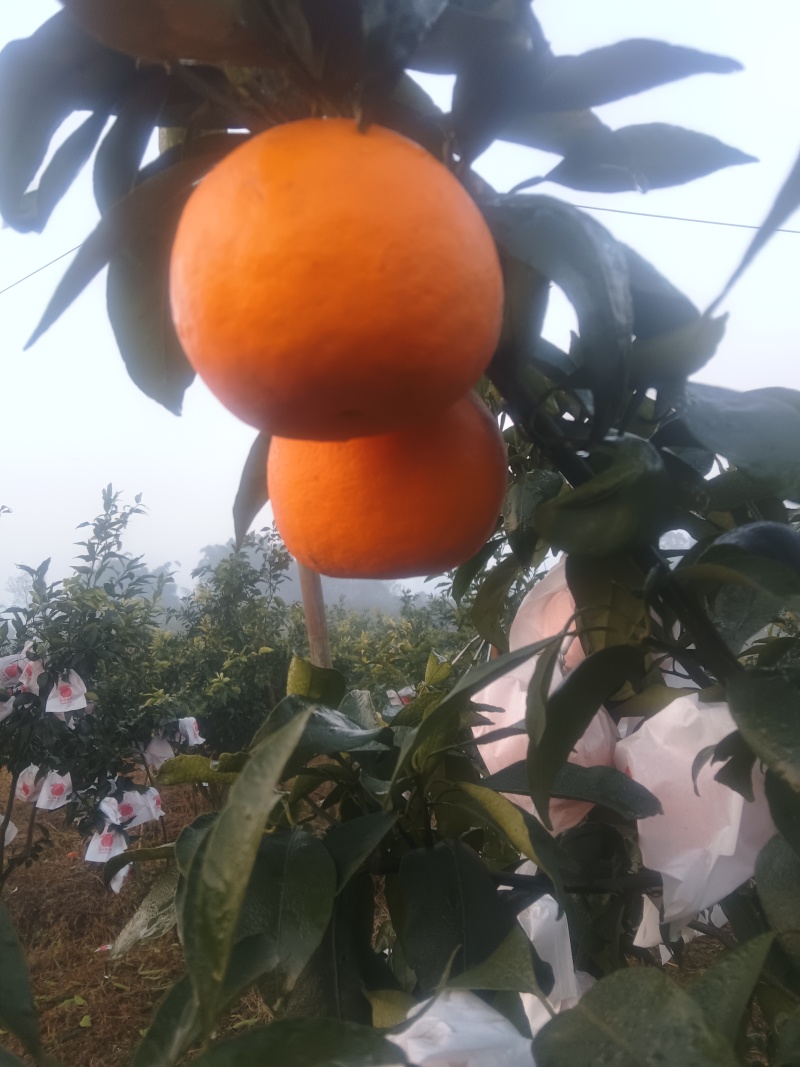 爱媛43号糖度高