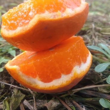 爱媛43号糖度高