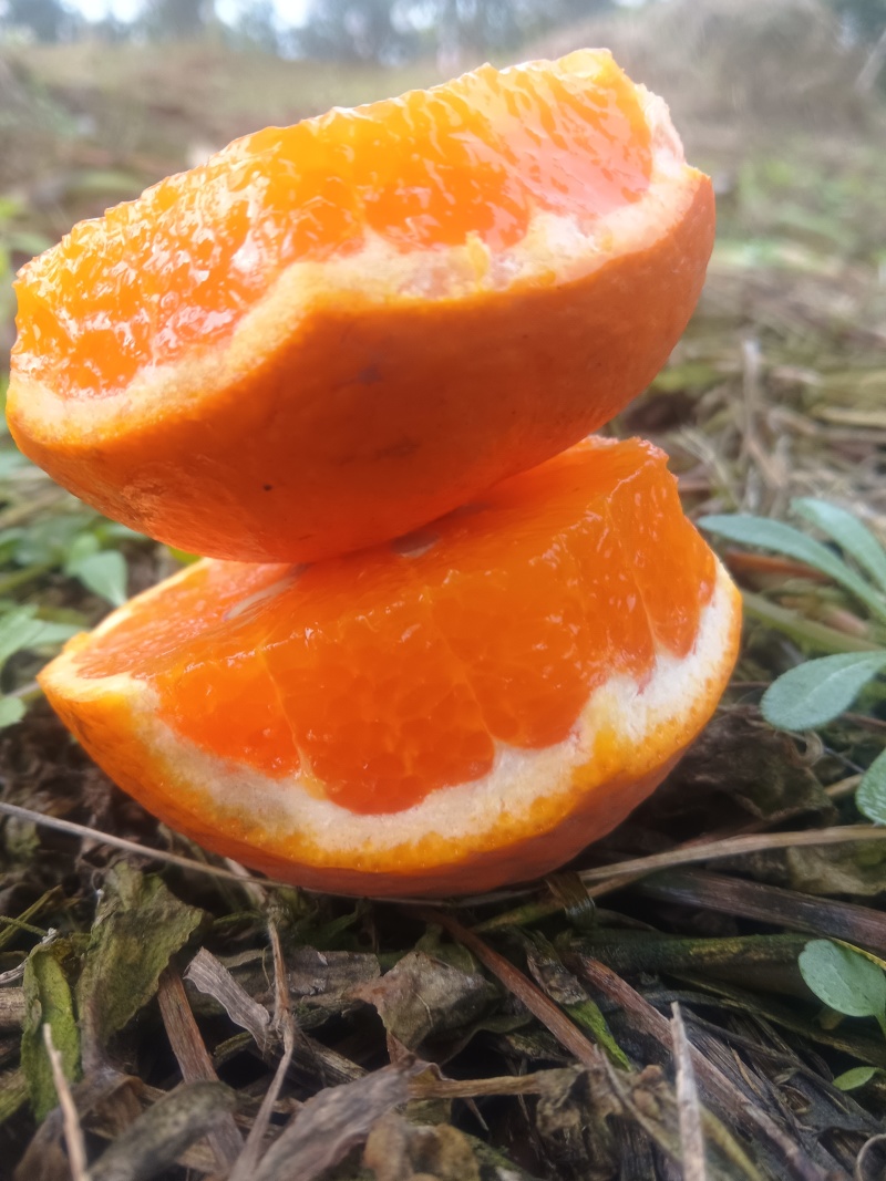 爱媛43号糖度高