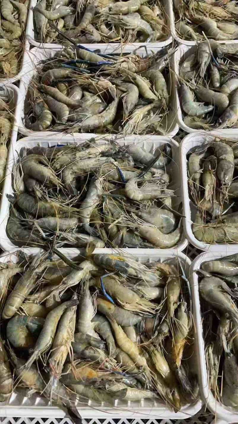 速冻的规格是8～10货量大需要可联系
