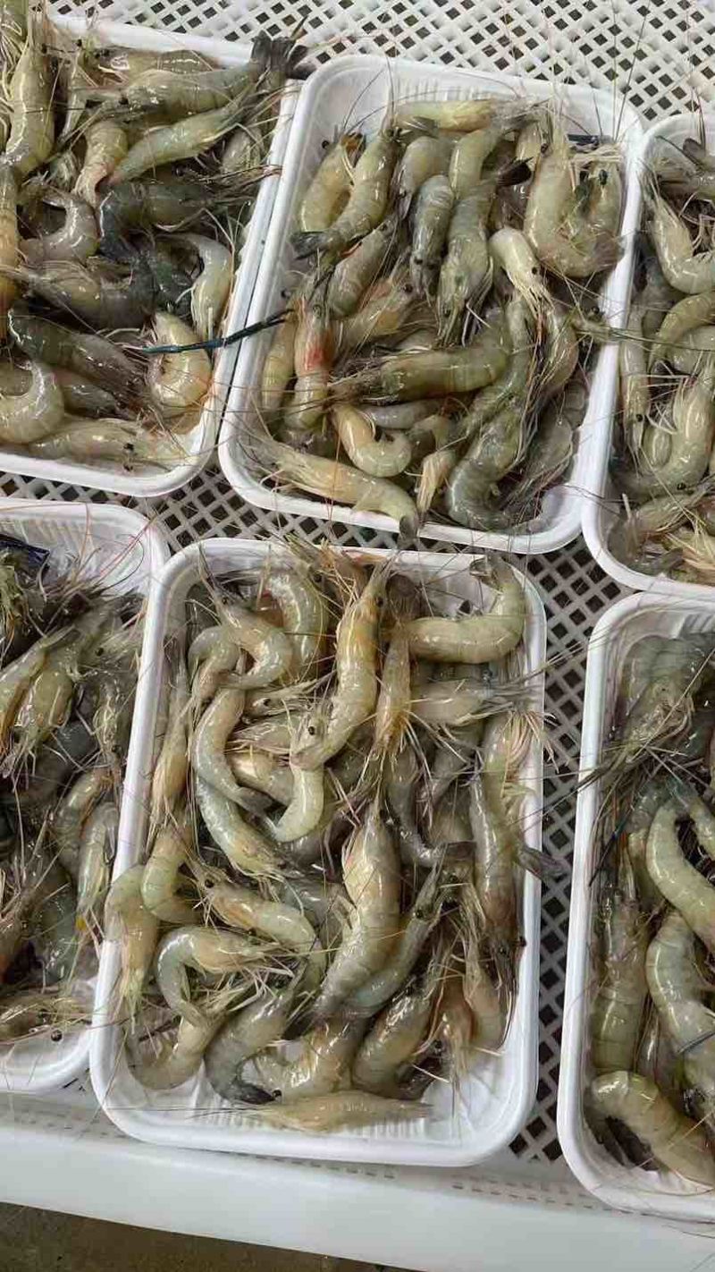 速冻的规格是8～10货量大需要可联系