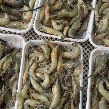速冻的规格是8～10货量大需要可联系