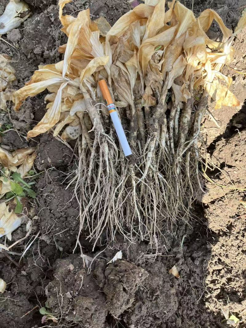 秦艽苗🍃秦艽干货