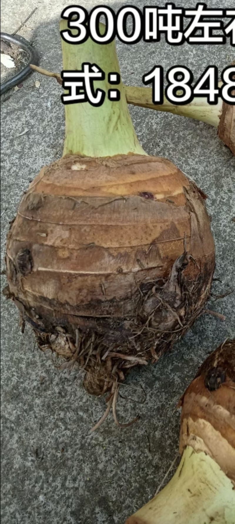 云南香芋