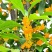 桂花树