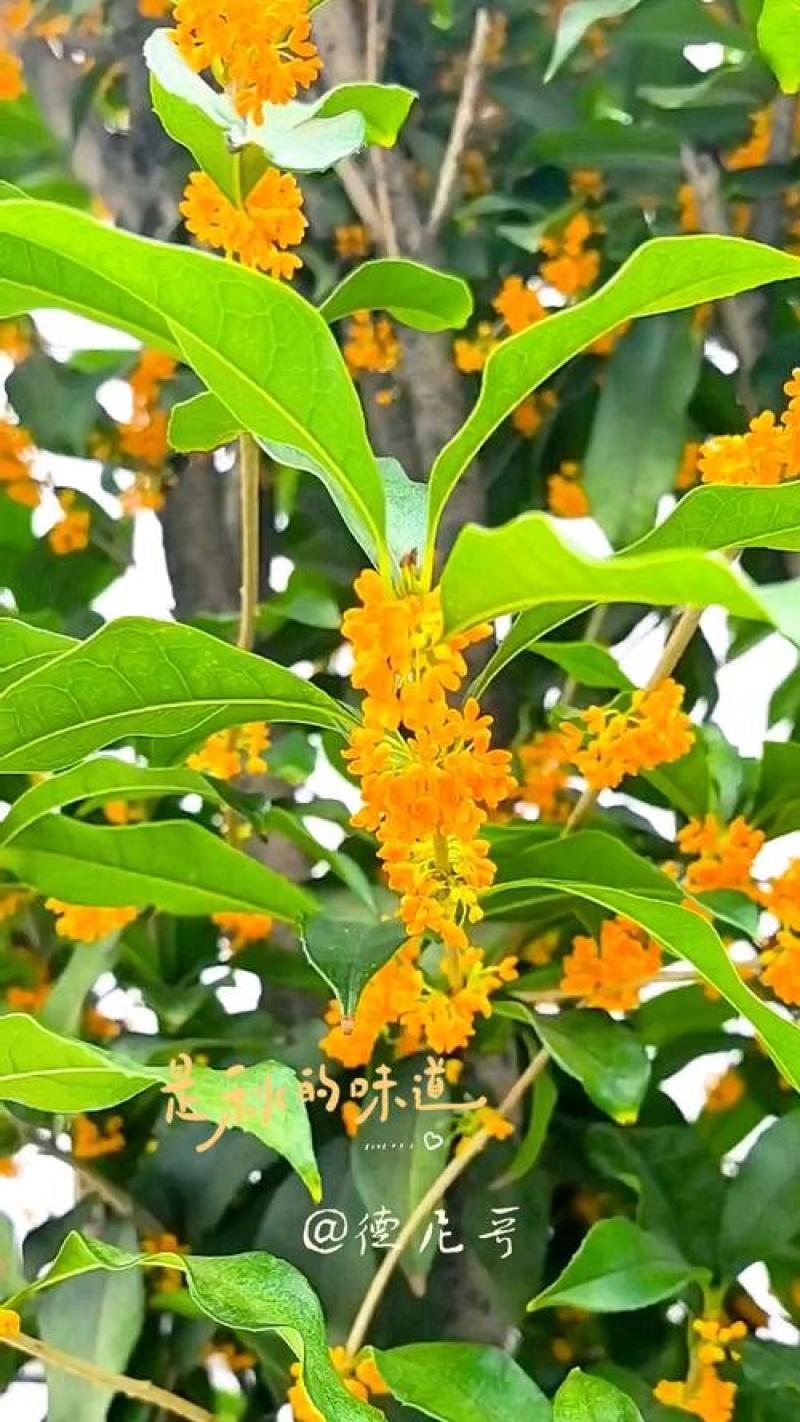 桂花树