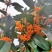 桂花树
