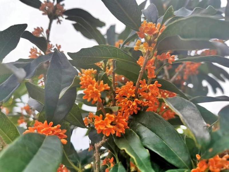桂花树