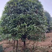 桂花树