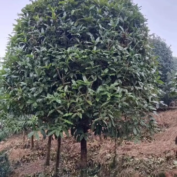 桂花树