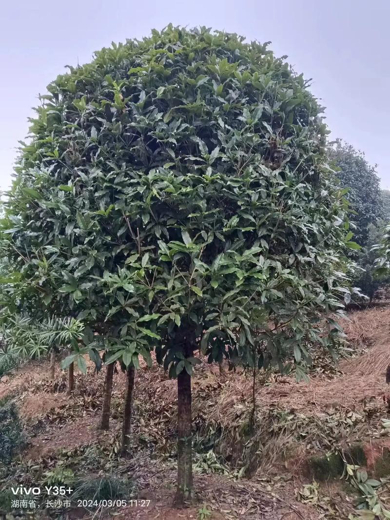桂花树