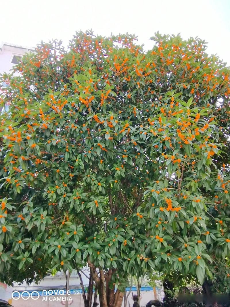 桂花树