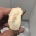 湖南野生土伏苓