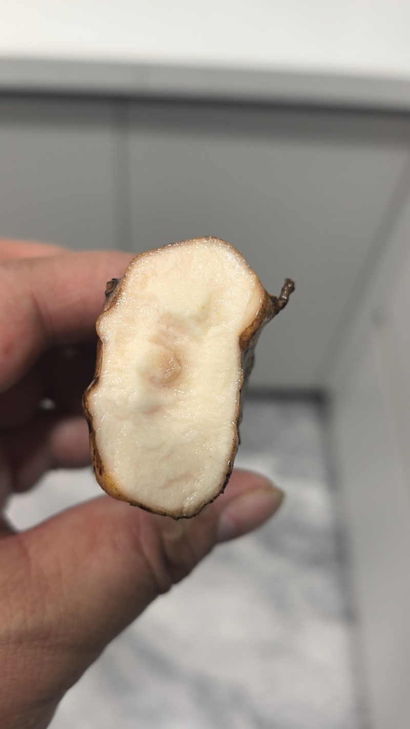 湖南野生土伏苓
