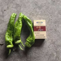 薄皮椒