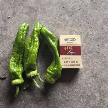 薄皮椒