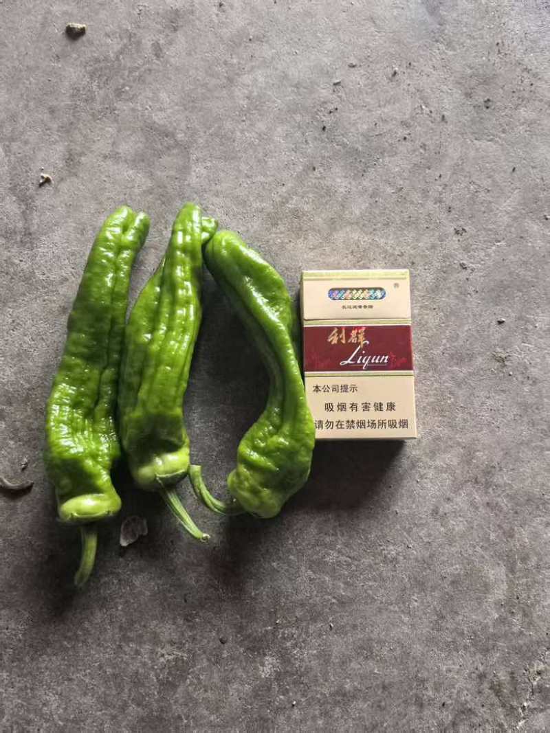 薄皮椒