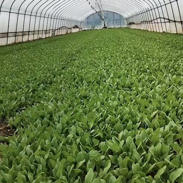 鸡毛菜，芹菜，茼蒿