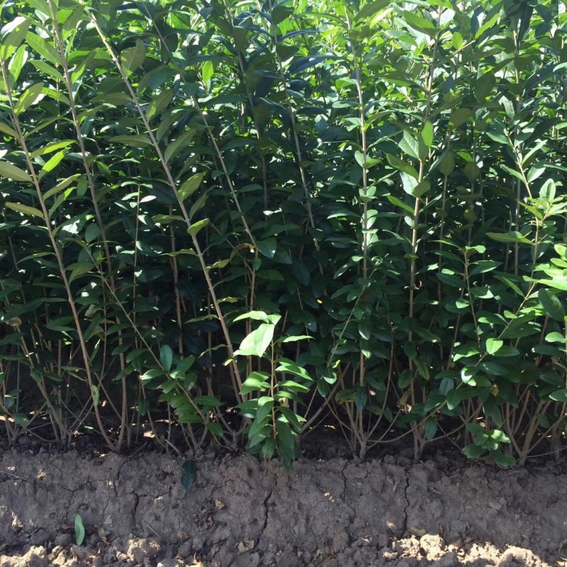 水蜡绿篱苗2年生多分支包成活
