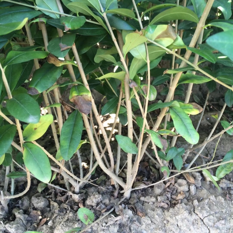水蜡绿篱苗2年生多分支包成活