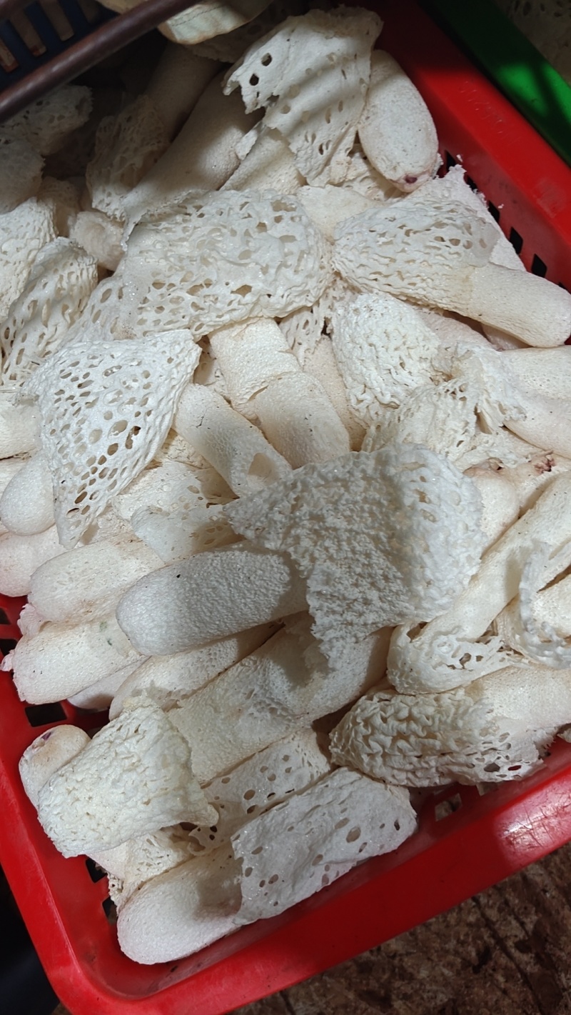 海南儋州红托竹荪