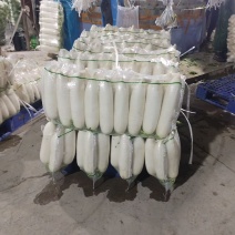 精品白萝卜
