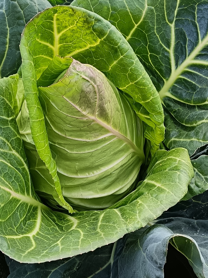牛心甘蓝