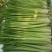 柠檬香茅草