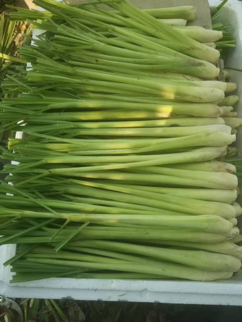 柠檬香茅草