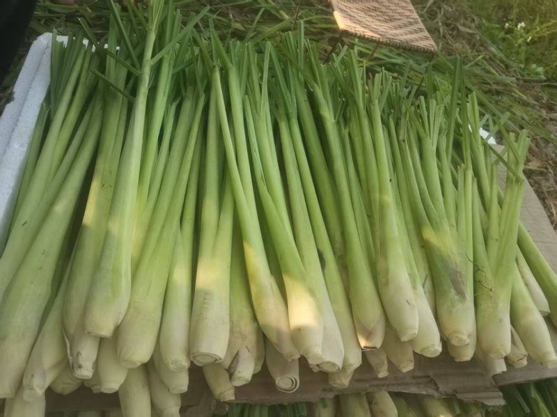 柠檬香茅草