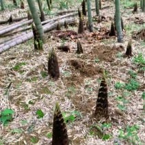 野生天然春笋竹笋