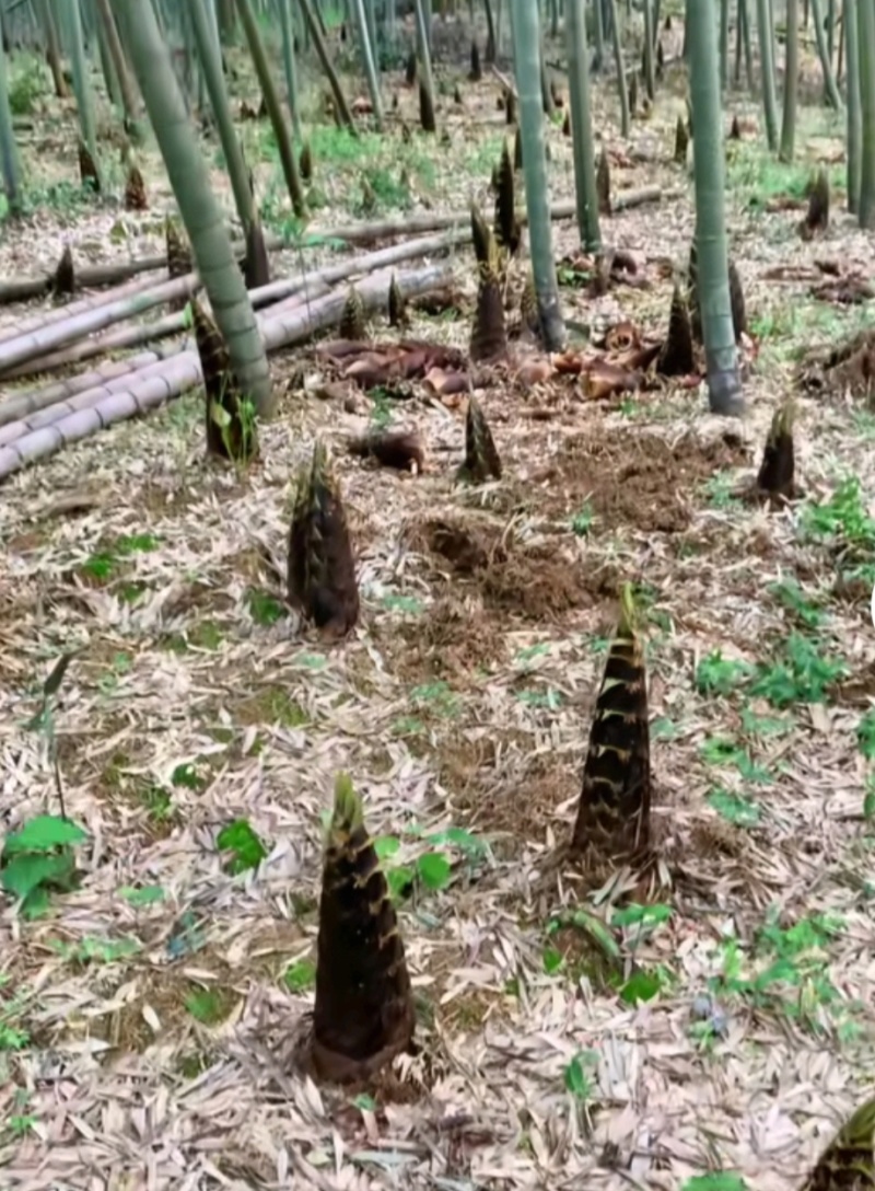 野生天然春笋竹笋