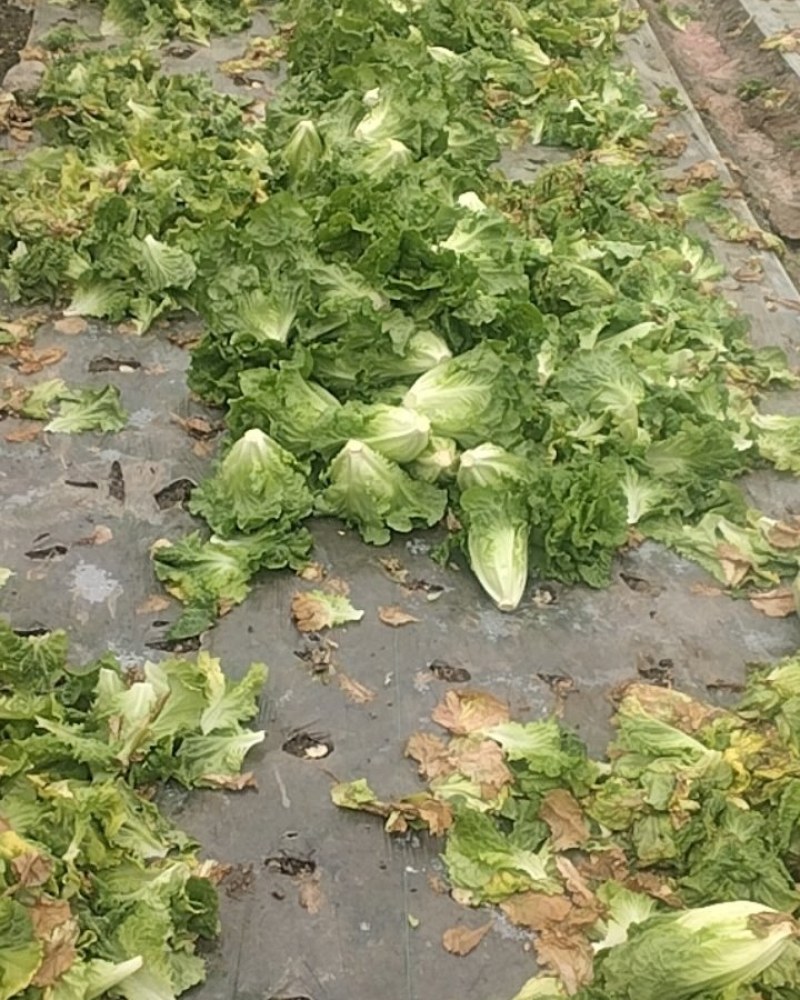生菜