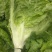 生菜