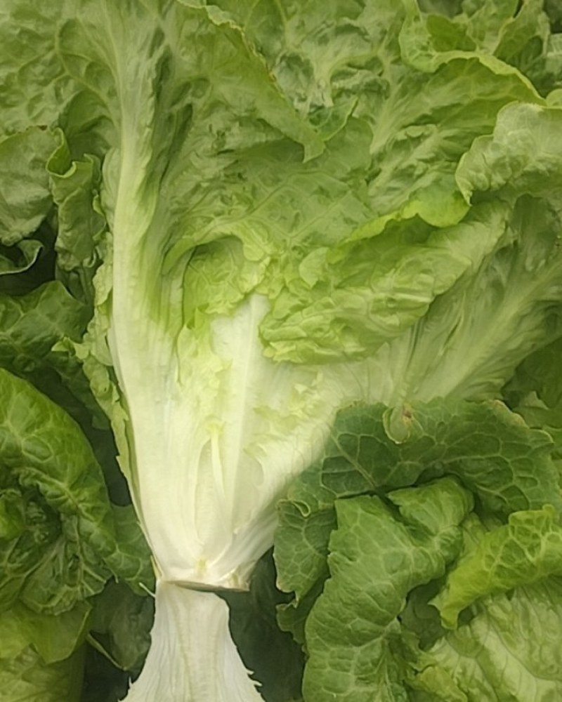 生菜