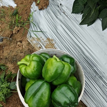 鲜辣椒