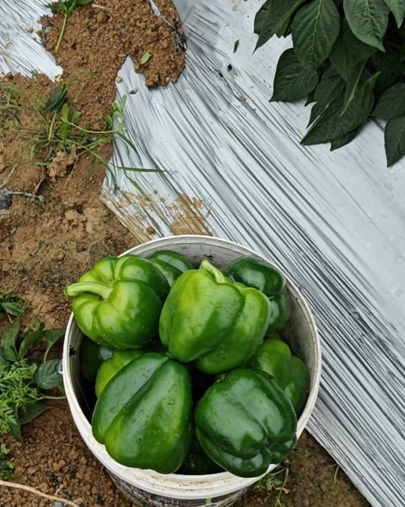 鲜辣椒