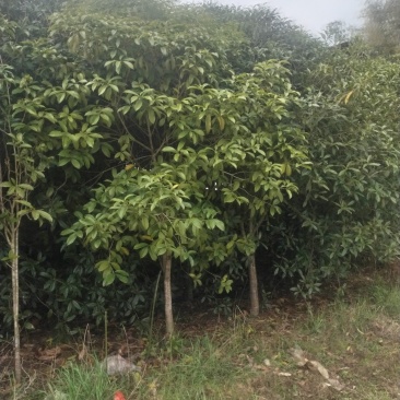 桂花树